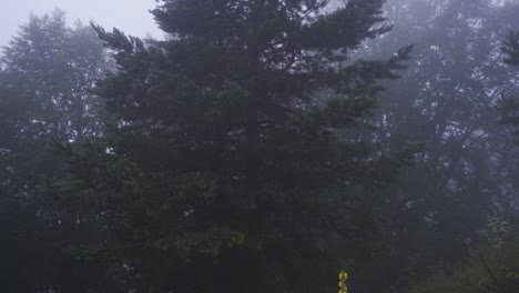 Niebla-En-El-Camino-Forestal.